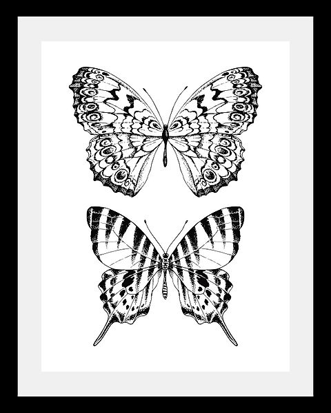 queence Bild »Schmetterlinge«, Tiere-Schwarz-Weiß-Kunst-Insekten-Schmetterl günstig online kaufen