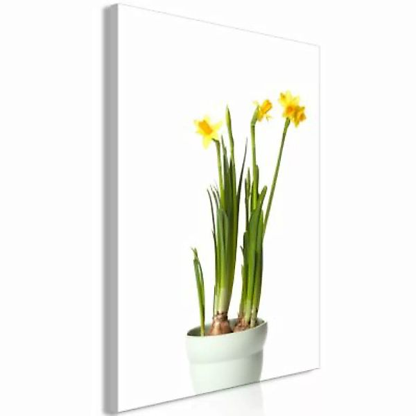 artgeist Wandbild Narcissus (1 Part) Vertical mehrfarbig Gr. 40 x 60 günstig online kaufen