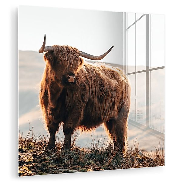 MuchoWow Acrylglasbild Schottische Highlander - Tiere günstig online kaufen