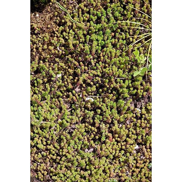 Sedum Sexangulare Milder Mauerpfeffer Ca. 9x9 cm Topf günstig online kaufen