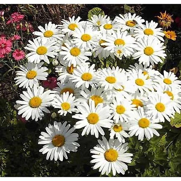 Gartenmargerite Gruppenstolz - Leucanthemum günstig online kaufen