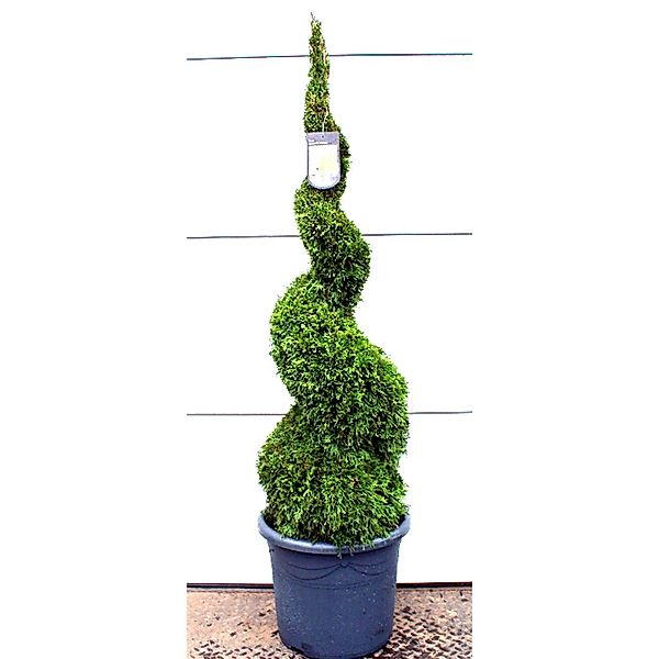 Pflanzen-Boering Edelthuja Spirale Gesamthöhe 140-150 cm ThujaSmaragd günstig online kaufen