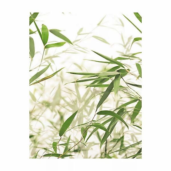 Komar Poster Bamboo Leaves Pflanzen B/L: ca. 40x50 cm günstig online kaufen