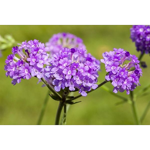 Verbena Rigida Steifverbene Ca. 9x9 cm Topf günstig online kaufen