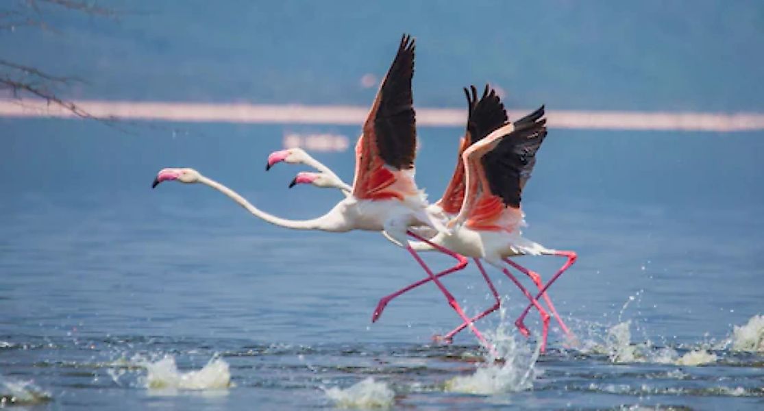 Papermoon Fototapete »Flamingos heben ab« günstig online kaufen