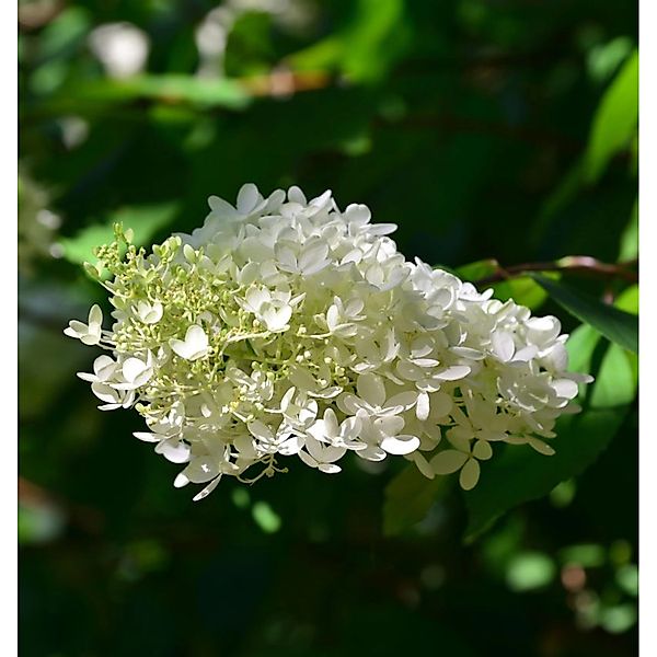 Hochstamm Rispenhortensie Mont Blanc 100-125cm - Hydrangea paniculata günstig online kaufen