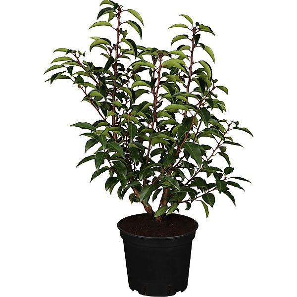 Kirschlorbeer Angustifolia Set à 44 Stück Höhe ca. 30-40 cm Prunus,usitanic günstig online kaufen