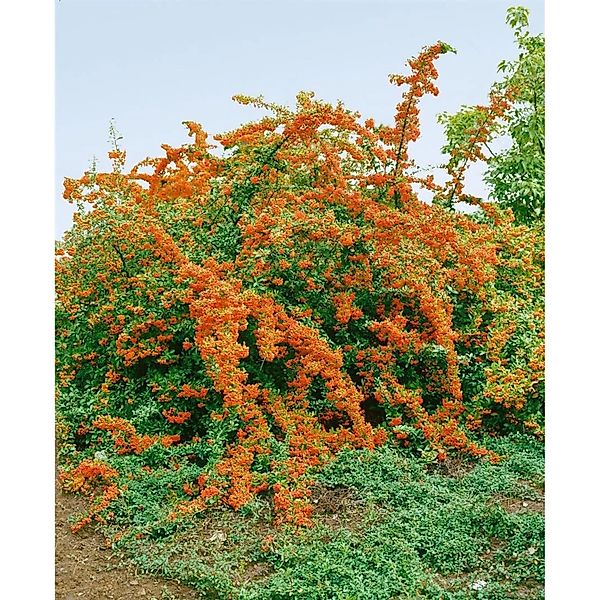 Pyracantha 'Bad Zwischenahn' 40-60 cm günstig online kaufen