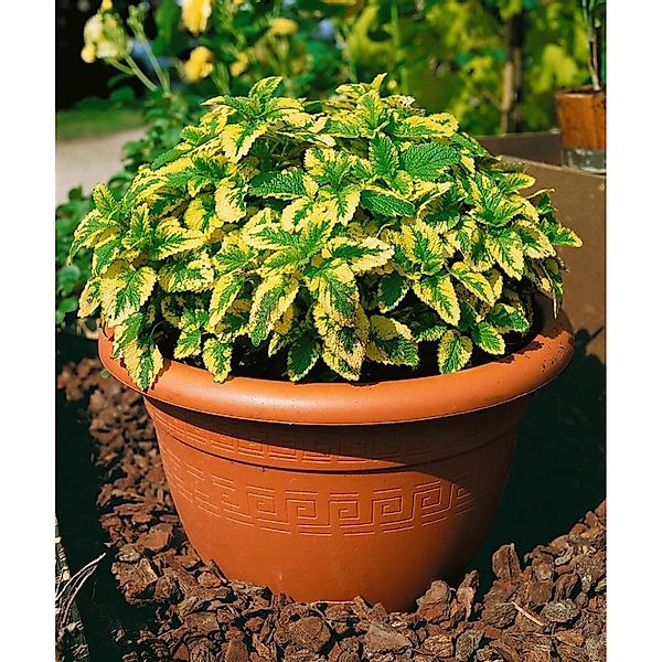 Melissa Officinalis Aureovariegata Zitronenmelisse Ca 9x9 cm Topf günstig online kaufen