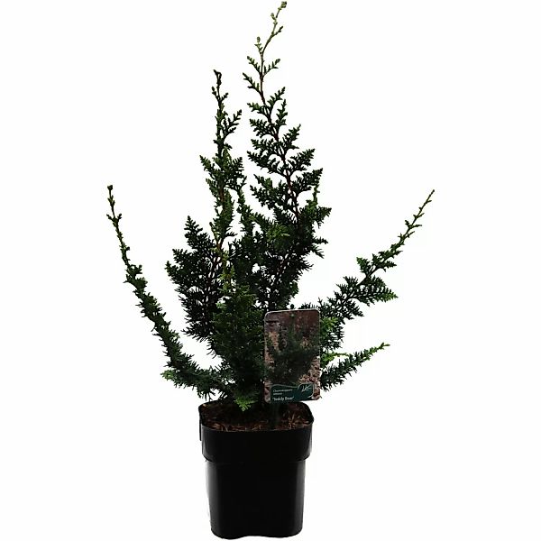 GROW by OBI Zypresse Teddy Bear Höhe ca. 15 - 20 cm Topf ca. 2 l günstig online kaufen
