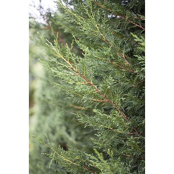 Cupressocyparis leylandii 'Typ 2001' 60-80 cm günstig online kaufen
