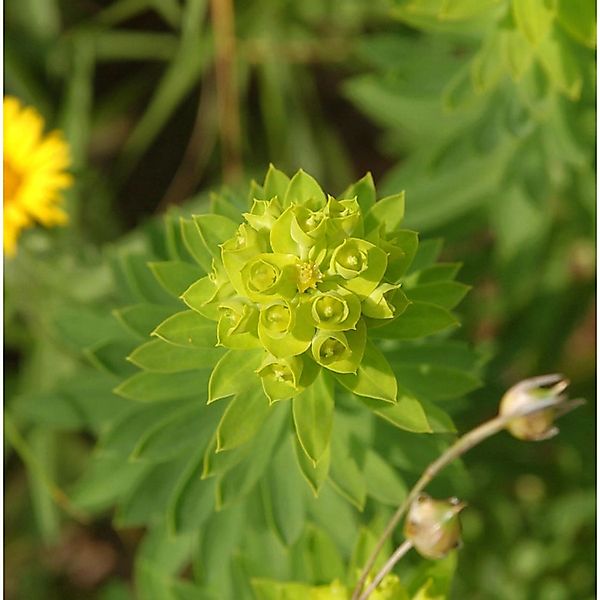 Nizza Wolfsmilch - Euphorbia nicaeensis günstig online kaufen