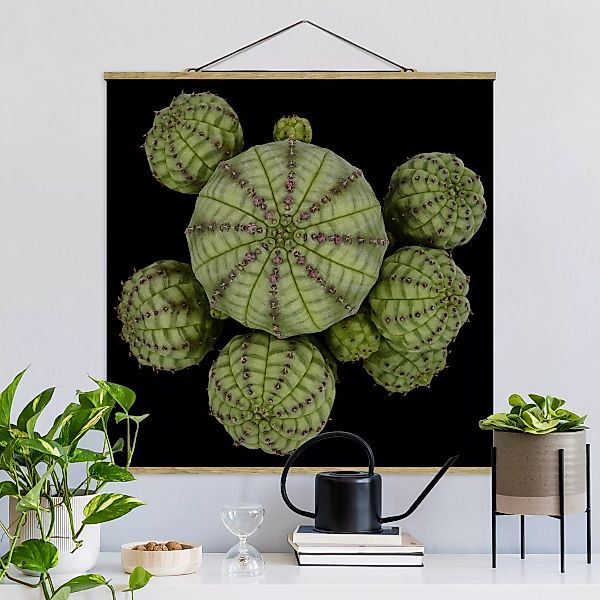 Stoffbild Blumen mit Posterleisten - Quadrat Euphorbia - Seeigelwolfsmilch günstig online kaufen