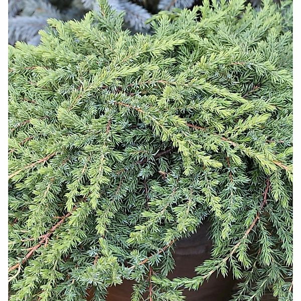 Grüner Kriechwacholder Green Mantle 15-20cm - Juniperus squamata günstig online kaufen