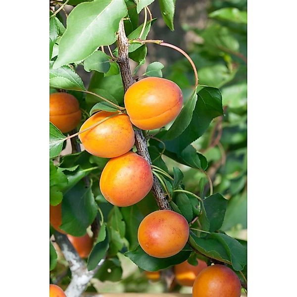 Prunus Armeniaca Temporao De Villa France Aprikose 150-200cm günstig online kaufen