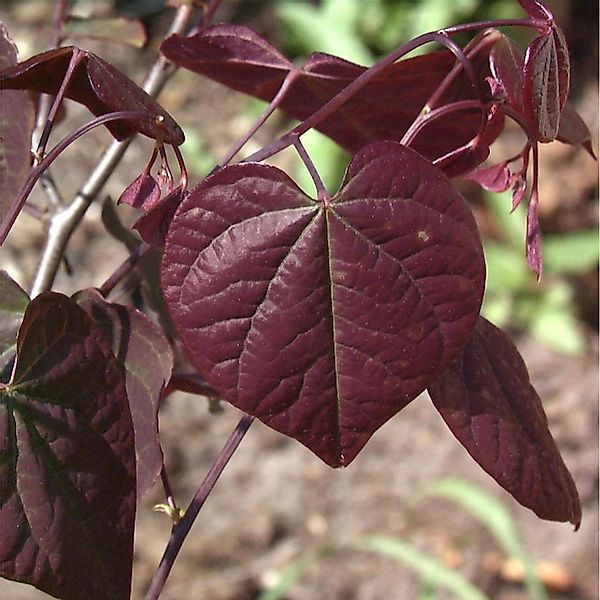 Kanadischer Judasbaum Ace of Spades 125-150cm - Cercis canadensis günstig online kaufen