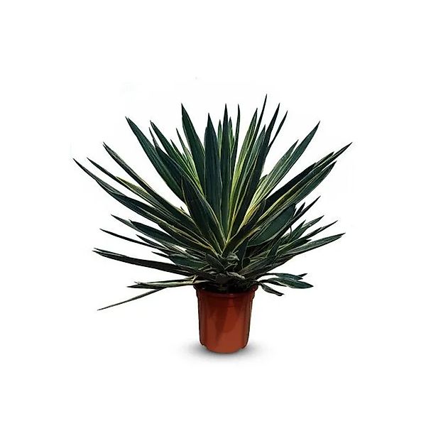 Sunny-Tree Yucca Gloriosa Variegata Palmenlilie Winterhart 100 cm Höhe in 1 günstig online kaufen