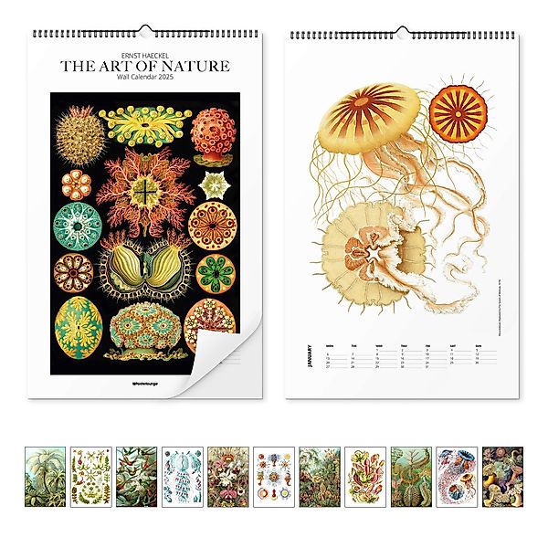 Posterlounge Poster Ernst Haeckel, Ernst Haeckel günstig online kaufen