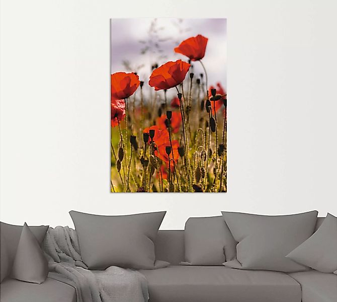 Artland Wandbild "Mohnblumen im Morgenlicht", Blumenwiese, (1 St.) günstig online kaufen