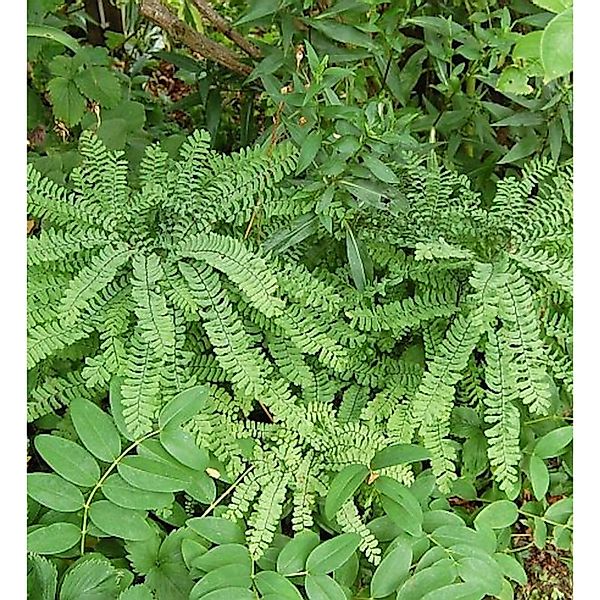 Pfauenradfarn - Adiantum pedatum günstig online kaufen