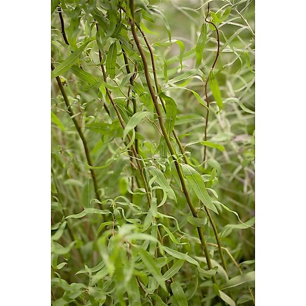 Salix Matsudana Tortuosa Korkenzieher-Weide 40–60 cm günstig online kaufen