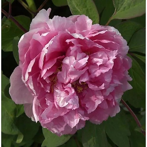 Strauchpfingstrose Madme Stuart Low - Paeonia suffruticosa günstig online kaufen