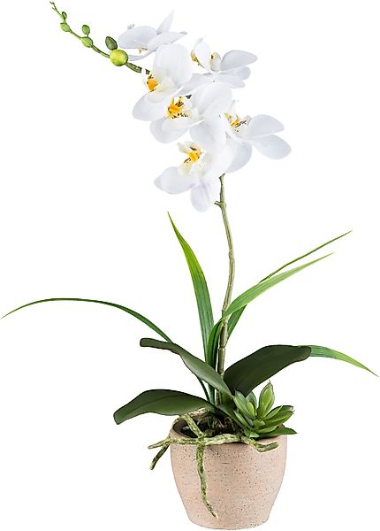 Creativ green Kunstorchidee "Orchidee Phalaenopsis", mit Sukkulenten und Gr günstig online kaufen