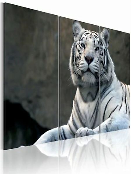 artgeist Wandbild Stolzer Tiger grau Gr. 60 x 40 günstig online kaufen