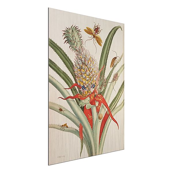 Alu-Dibond Bild - Hochformat 3:4 Anna Maria Sibylla Merian - Ananas mit Ins günstig online kaufen