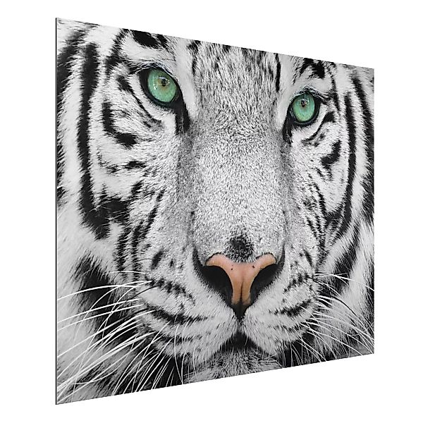 Alu-Dibond Bild Schwarz-Weiß - Querformat 4:3 Weißer Tiger günstig online kaufen