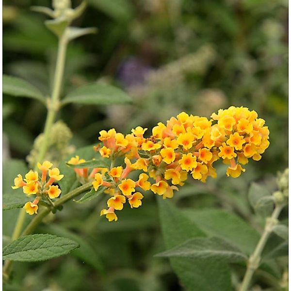 Sommerflieder Sungold 40-60cm - Buddleja weyeriana günstig online kaufen