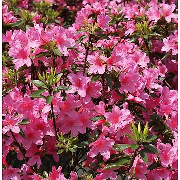 Japanische Azalee Madame Albert v. Hecke 40-50cm - Rhododendron obtusum - Z günstig online kaufen