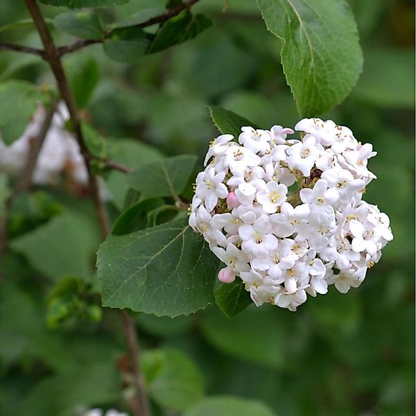 Koreanischer Duftschneeball 60-80cm - Viburnum carlesii günstig online kaufen