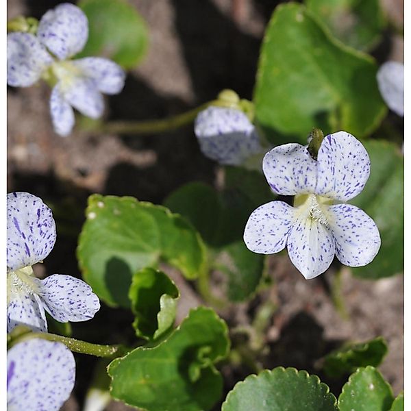 Pfingst Veilchen Freckles - Viola sororia günstig online kaufen