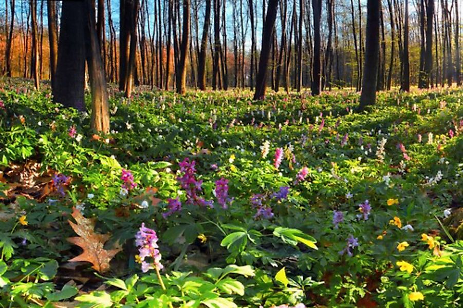 Papermoon Fototapete »Blumenwiese im Wald« günstig online kaufen