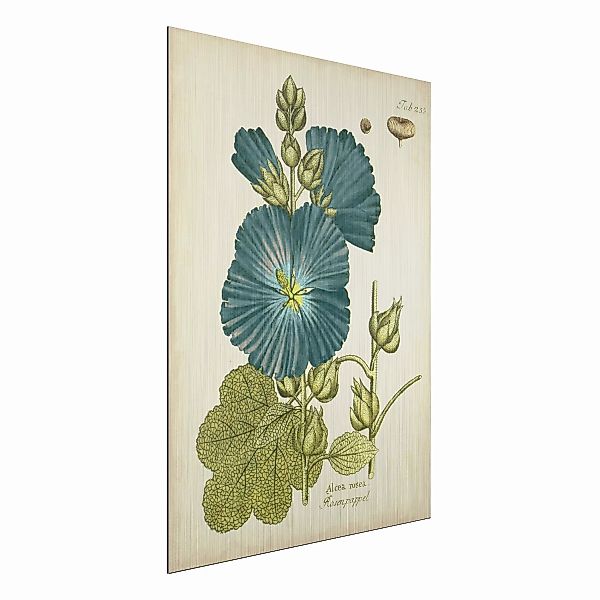 Alu-Dibond Bild Blumen - Hochformat 3:4 Vintage Botanik in Blau Rosenpappel günstig online kaufen