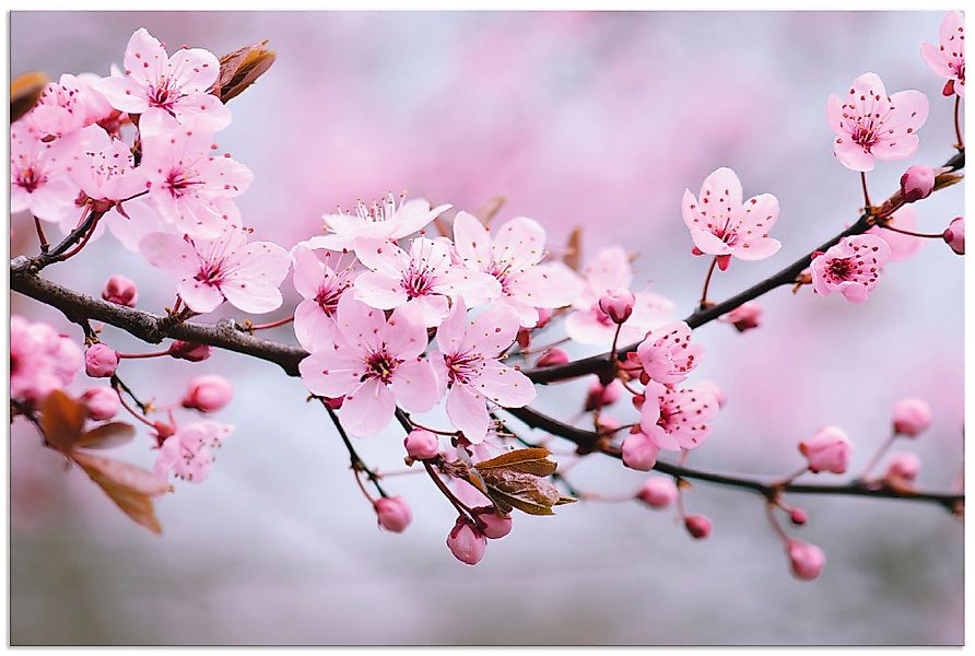 Artland Wandbild Kirschblüten, Blumen (1 St), günstig online kaufen