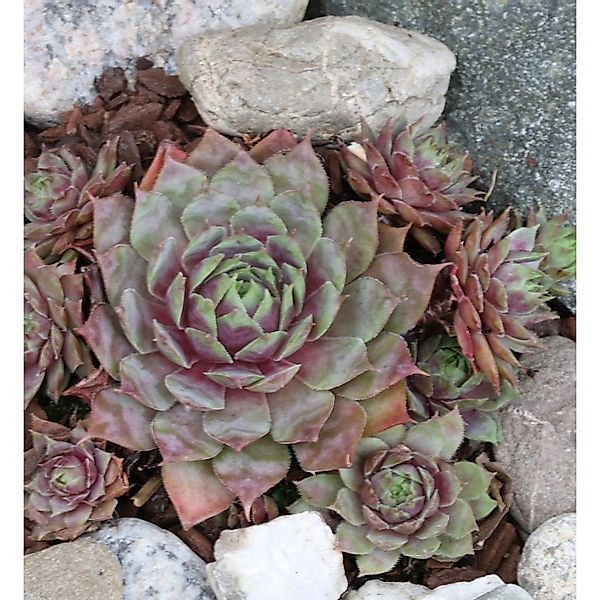 Dachwurz Rotkopf - Sempervivum cultorum günstig online kaufen