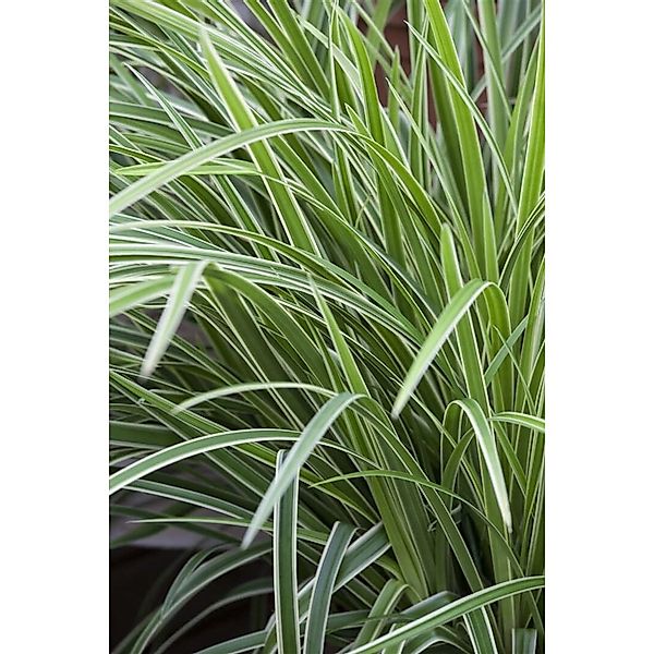 Carex Morrowii Ice Dance Japan-Segge Immergrün Ca. 9x9 cm Topf günstig online kaufen