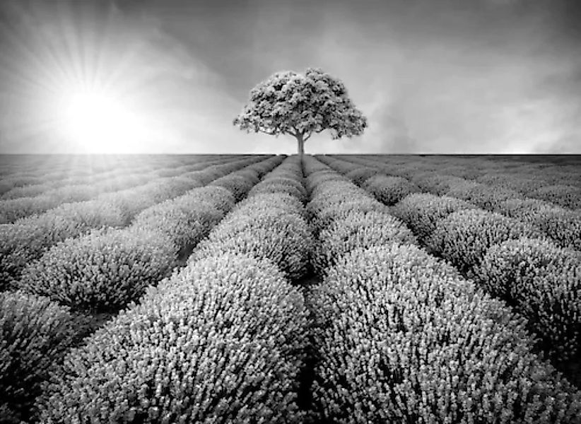 Papermoon Fototapete »Baum im Feld Schwarz & Weiß« günstig online kaufen