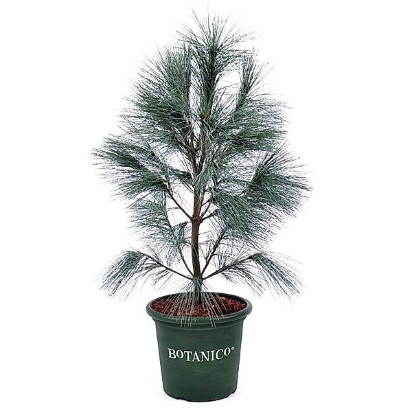 Tränen-Kiefer Densa Hill Höhe ca. 40-60 cm Topf ca. 6 l Pinus strobus günstig online kaufen