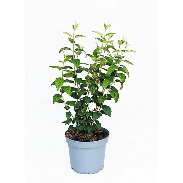 Baumfink Gefüllter Pfeifenstrauch Little White Love als Topfpflanze 40-60cm günstig online kaufen