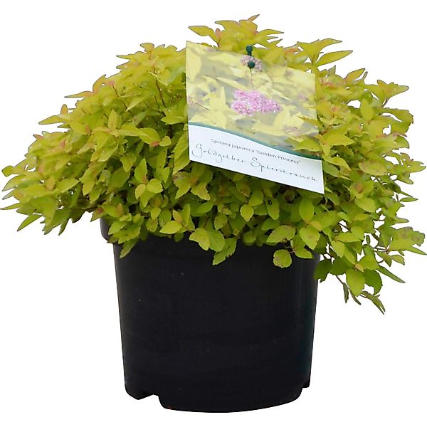 Spierstrauch Golden Princess Höhe ca. 20 - 40 cm Topf ca. 4 l günstig online kaufen