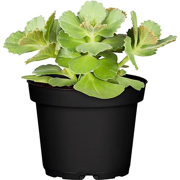 Dackel ab ®-Pflanze Topf-Ø ca. 11 cm Coleus caninus günstig online kaufen