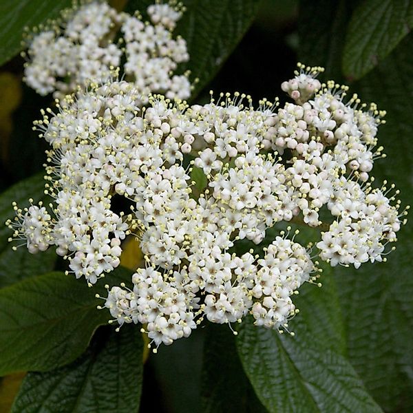 Immergrüner Zungen Schneeball 100-125cm - Viburnum rhytidophyllum günstig online kaufen