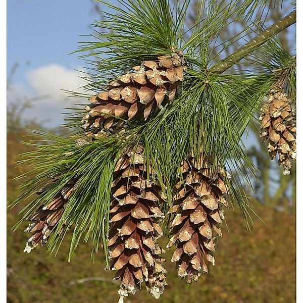 Schwerin Kiefer 40-60cm - Pinus schwerinii günstig online kaufen