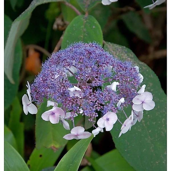 Fellhortensie 125-150cm - Hydrangea aspera günstig online kaufen