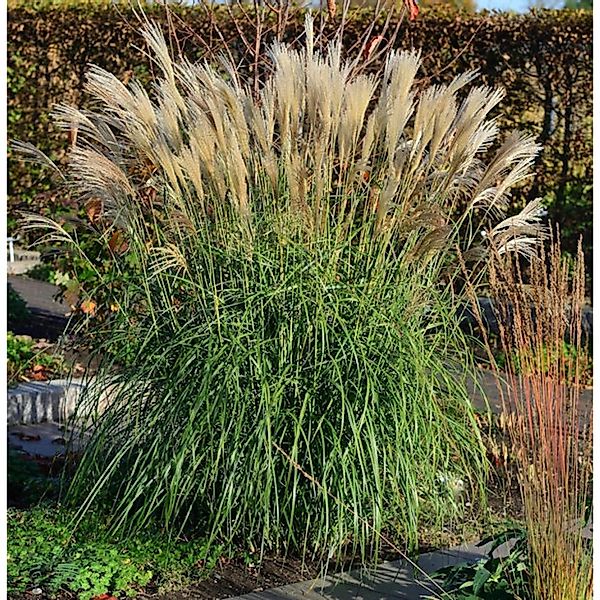 Chinaschilf Hermann Müssel - Miscanthus sinensis günstig online kaufen