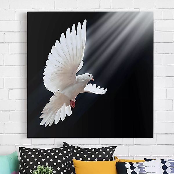 Leinwandbild Tiere - Quadrat Holy Dove günstig online kaufen