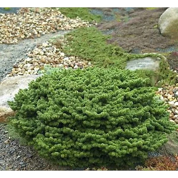 Zwerg Balsam Tanne Piccolo 30-40cm - Abies balsamea günstig online kaufen